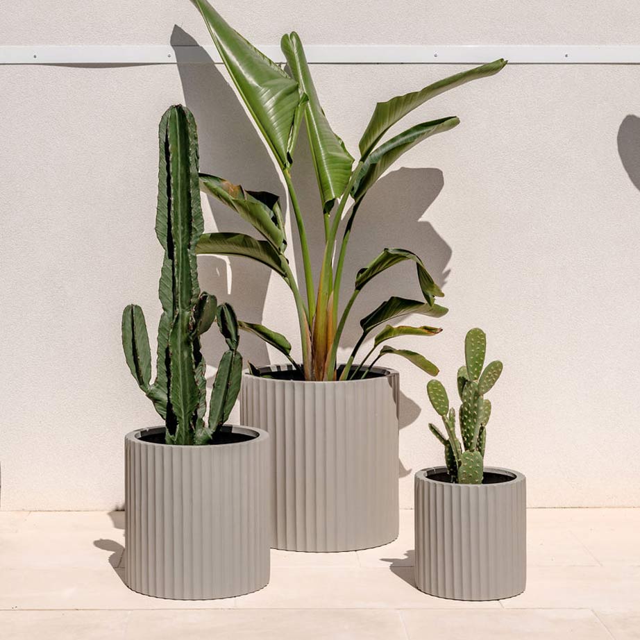 Three different sized light grey garden pots with a bird of paradise plant and cactus bring to life a bare white wall.