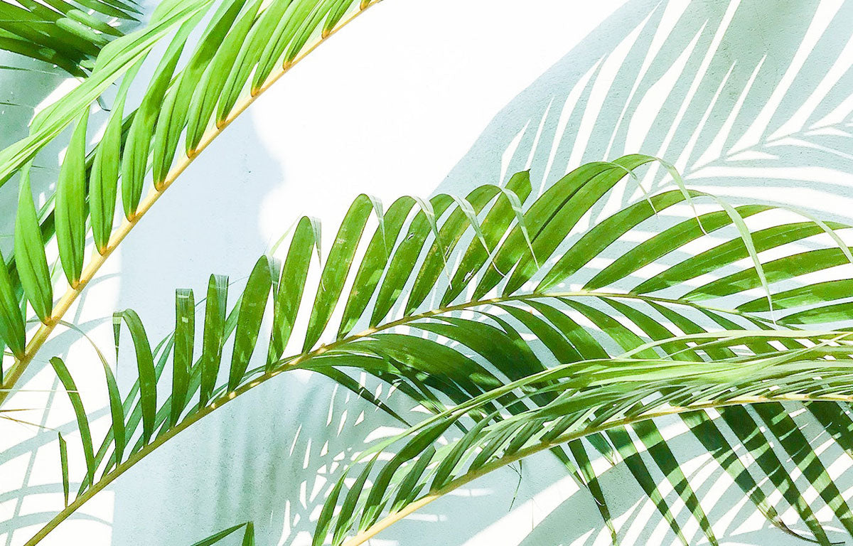Areca Palm- Chrysalidocarpus lutescens | Slugg