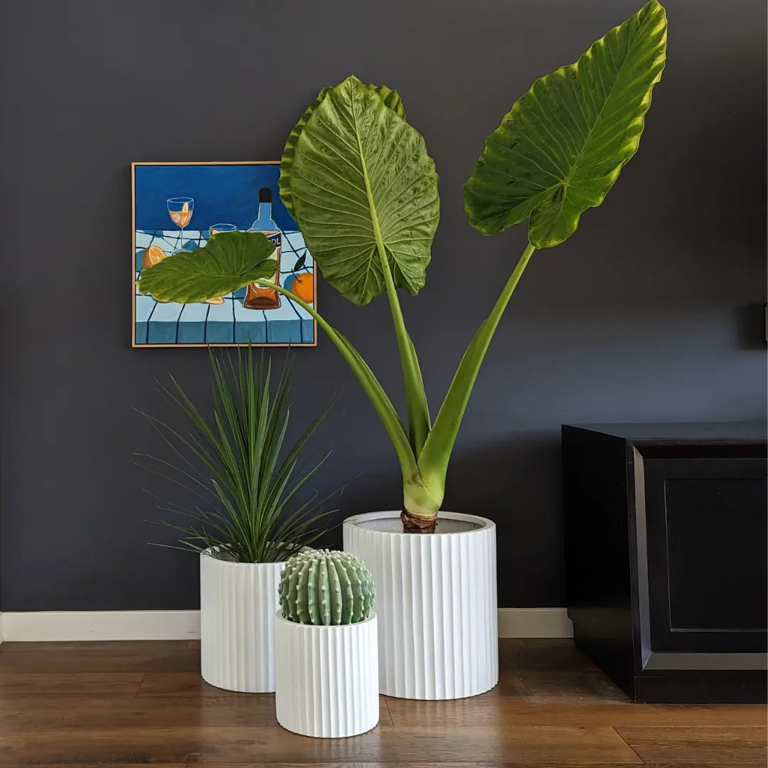 A large Elephant Ear Plant and Cactus in striking white rib-textured pots stand prominently against a slate grey coloured wall.