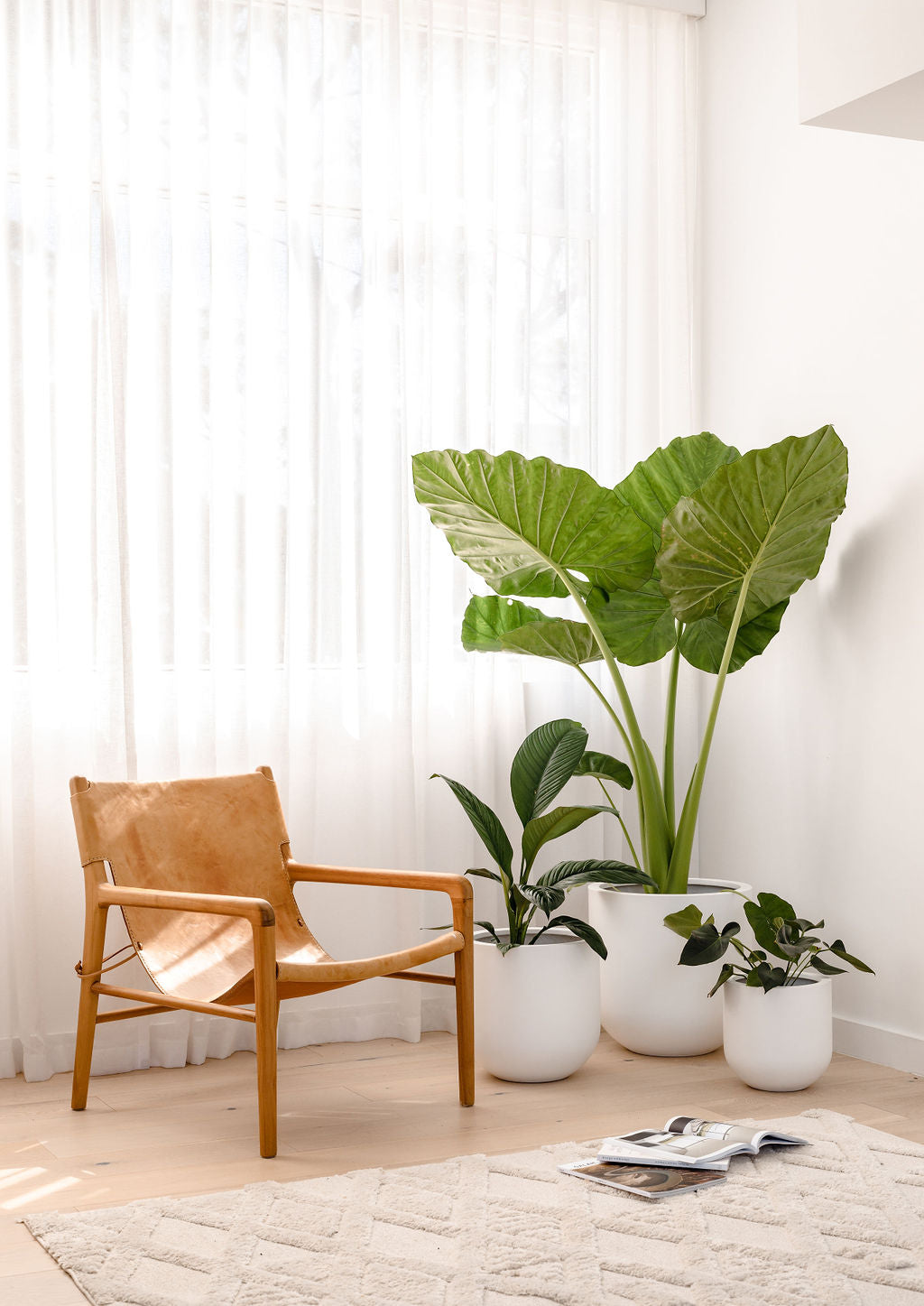 A white and tan colour-schemed room and white pot plants feature a large Elephant Ear Plant and a Philodendron plant.