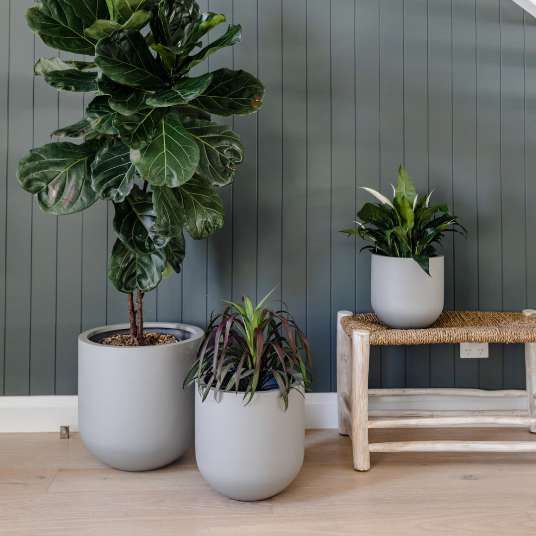 Three grey-coloured Thomas pots with green healthy looking plants compliment a minimalist Scandinavian- inspired décor.
