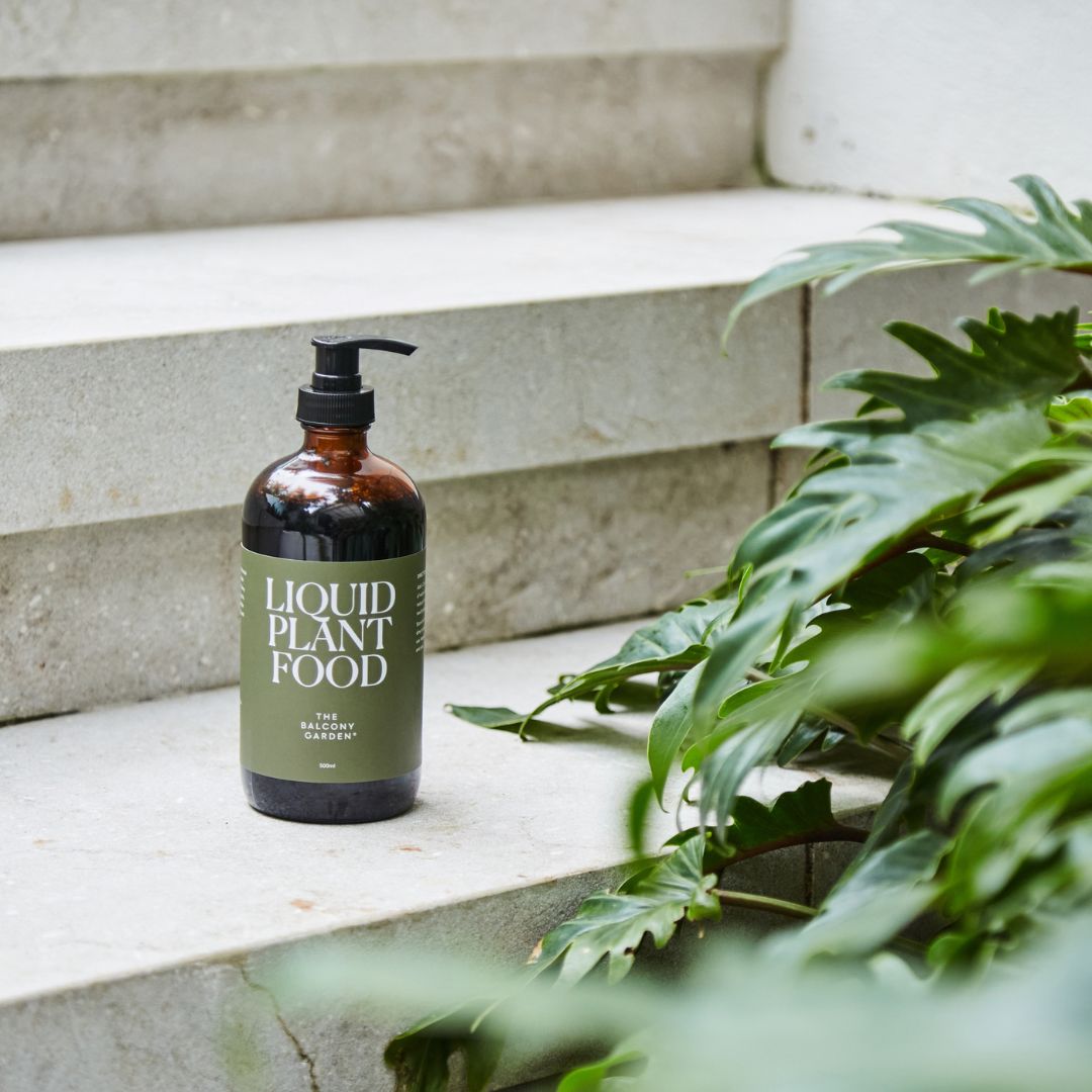 A brown glass bottle of Liquid Plant Food sits on stone steps ready to use on an outdoor Xanadu philodendron.
