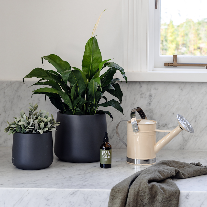 A bottle of Liquid Plant Food sits ready to be used on a marble bench top next to two pot plants and a water can.