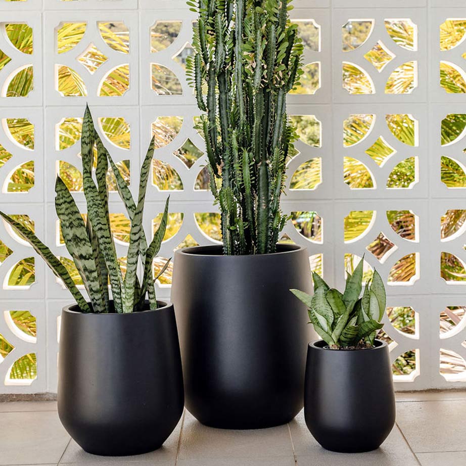 A cluster of three black-coloured outdoor pots with green plants sits prominently against a white custom circular cut-out feature wall.