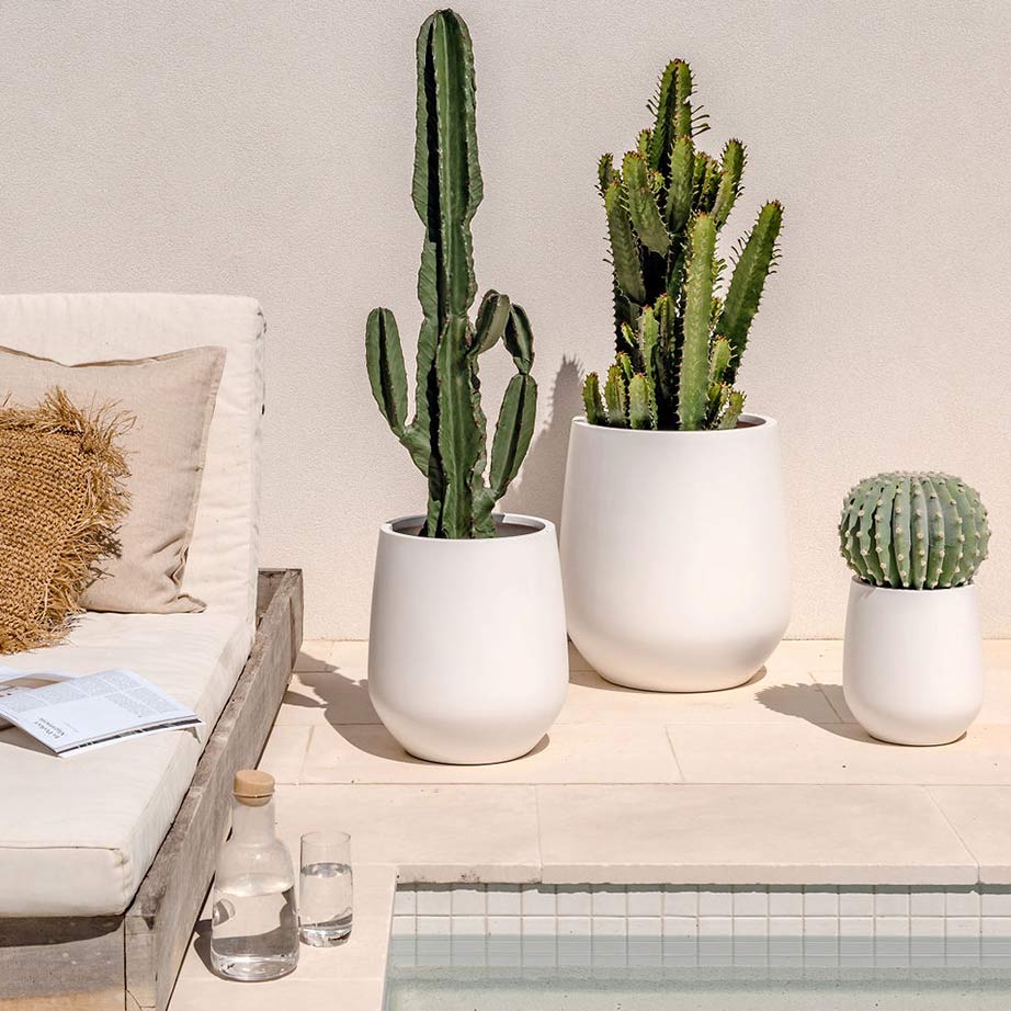 Three cactus in white pot planters cluster beside a villa-style pool and daybed that has a design magazine spread open.