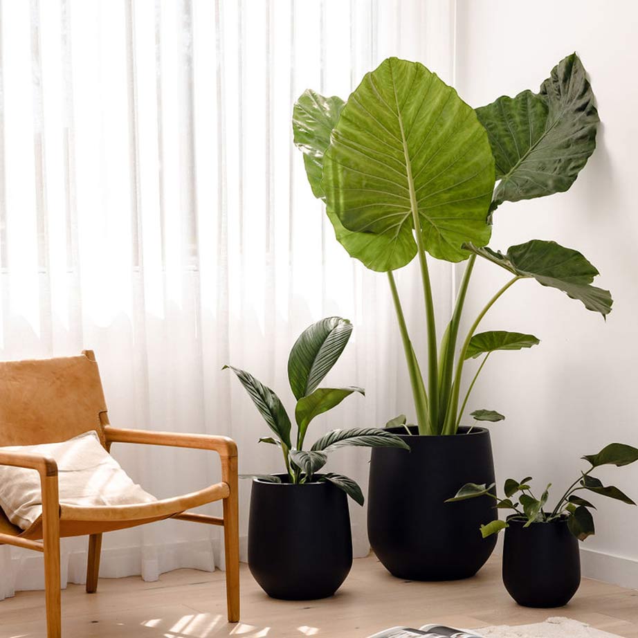 Three black indoor pots with large green foliage plants are featured against a minimalist-style living room space.