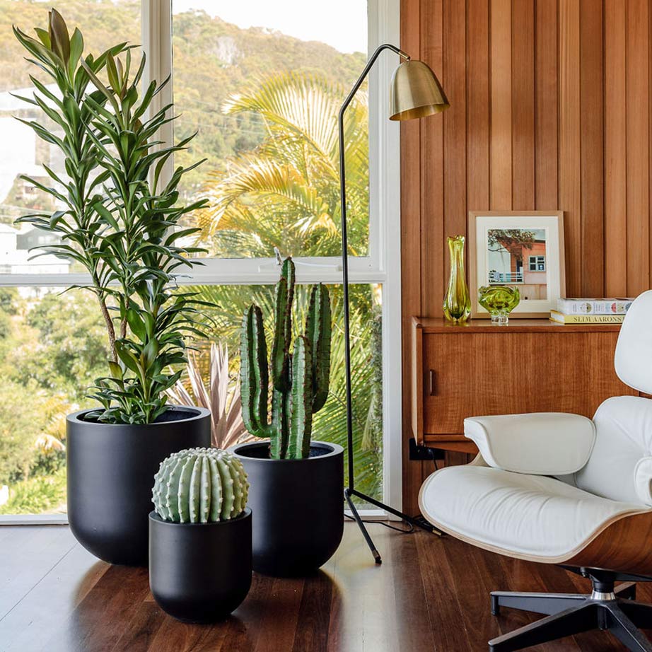 A cluster of black pot plants provides a masculine feel to a retro-style dark wood panelled décor. 