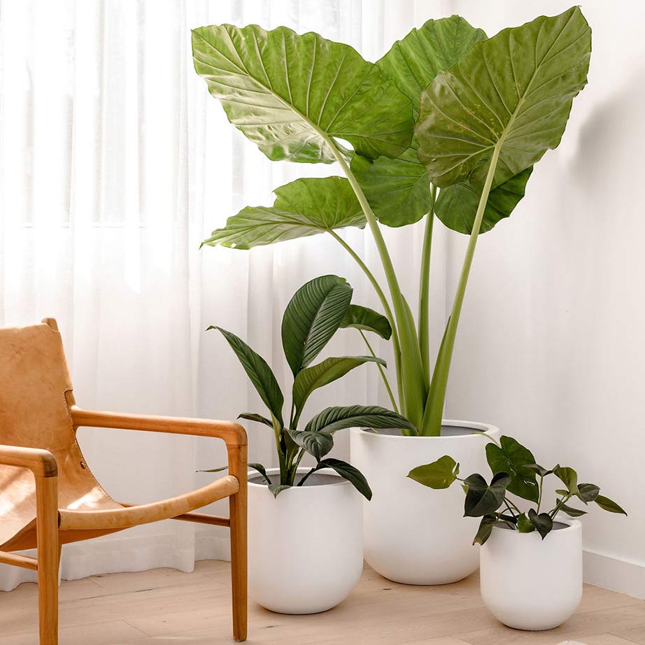 Smooth contemporary white pots feature a large Elephant Ear Plant, a Philodendron Plant and an Arrowhead Plant.
